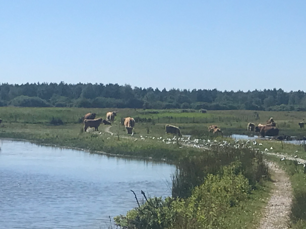 Le repos des Highland Cattle